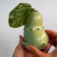 Lade das Bild in den Galerie-Viewer, Endivie Chikorita Blumentopf für einzelne Pflanze